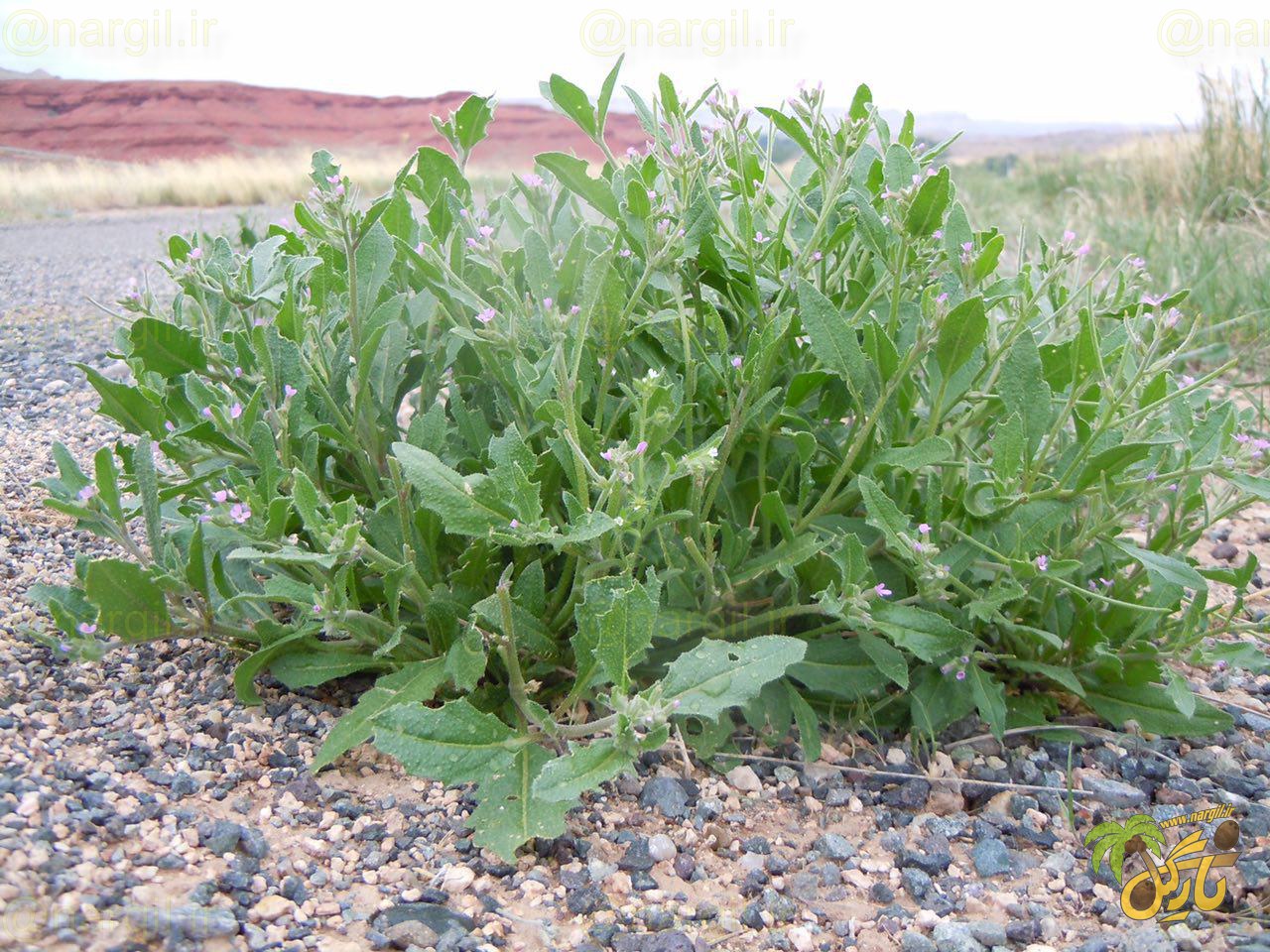 شب بو صحرایی